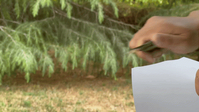 切纸_副本.gif